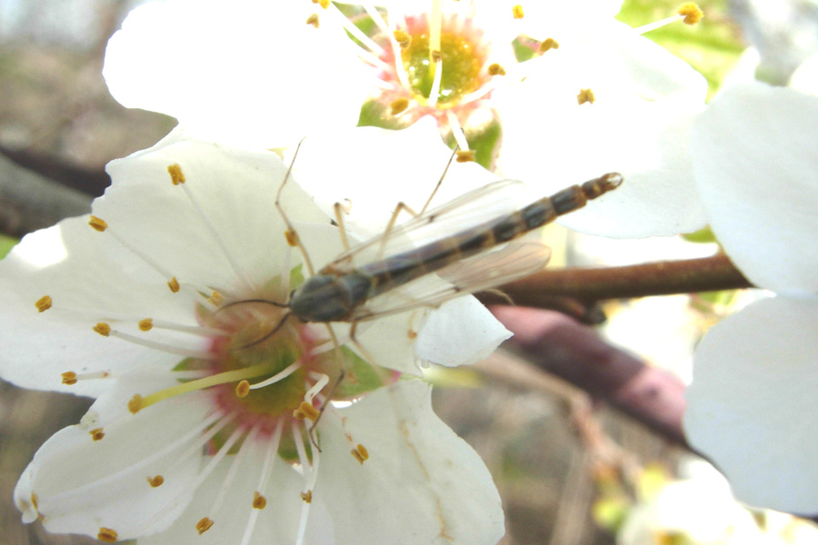 Insetto sconosciuto: almeno l''ordine! Chironomidae...